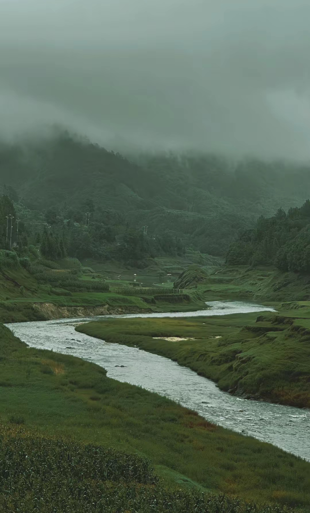 高黎贡山山林云海竖景